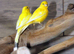 Yellow Canaries,16
