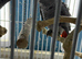 Baby Congo African grey Glasgow