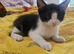 Lovely male kitten