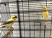 Canaries
