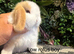 Pure bred mini lops ready to go