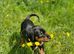 KC reg Dobermann puppies