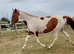 Beautiful coloured filly