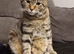1 year old male cat