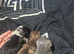 3 male long haired miniature dachshunds
