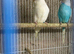 Budgie pairs