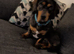 Male silver dapple dachshund