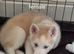 Siberian husky puppies