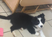 12 wk old border collie male puppy