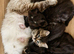 Beautiful Ragdoll Mix Kittens.Ready 9th September
