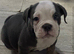 Old English bulldogs