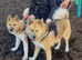 American Akita Male