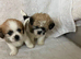 2 shih tzu puppies for sale