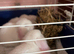 Male Mini lop rabbit