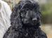 Beautiful F1 Cockapoo Puppies Ready to Go to Loving Homes Now Licenced Domestic Breeder