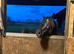 PROJECT standing at 12’2- 13hh Dartmoor 2yr old