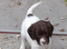 Gorgeous English Springer Spaniel Puppies