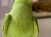 Indian Ringneck Hand raised