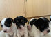 Adorable Jack Russel pups for sale