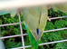 Young parrolets