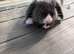 Mini lop/french lop