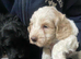 6 beautiful cockapoo puppies F1