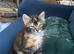 Three beautiful kittens available