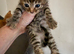 Beautiful Maine coone /shorthair kittens for sale