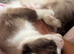 ragdoll girl for sale