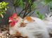 Large Poulette de Bresse x Jersey Giant chickens