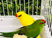 Beautiful young kakariki parakeet