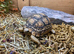 Leopard Tortoises at Birmingham Reptiles