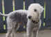 Bedlington terrier for stud