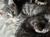 Blue mix Persian kittens
