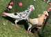 Colour racing pigeons
