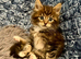 Maine Coon Kittens