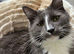 Maine Coon kittens