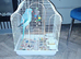 Blue baby Ringneck for sale
