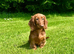 Beautiful long haired miniature dachshund puppy
