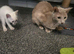 Stunning male rare cinnamon point siamese