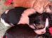 Shihpoo puppies from a galaxy faraway