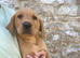 Gorgeous Kc registered fox red Labrador puppies