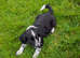 Beautiful cocker spaniel X border collie puppies for sale