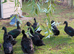 Beautiful Cayuga ducks available