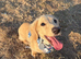Cream miniature dachshund