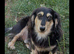 Stunning Silky Wire Haired Dachshunds