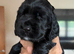 SHOW COCKER SPANIELS