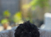 Toy poodle 12 weeks old