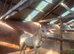 Appaloosa x Welsh section d