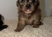 Shihpoo puppies